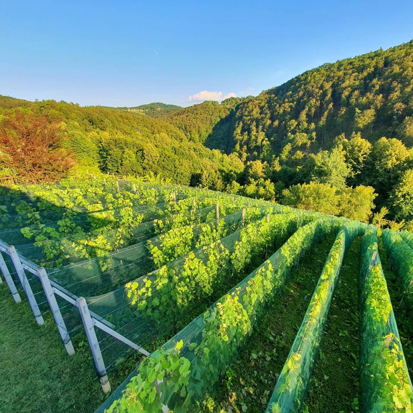 Vineyard Cottage Matej Trebnje Eksteriør billede